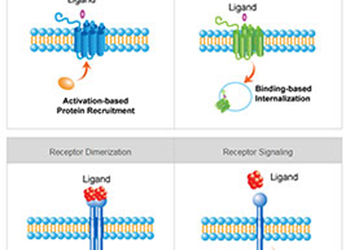 DiscoverX PathHunter® Bioassays for Biologics