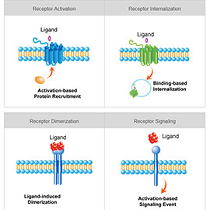 DiscoverX PathHunter® Bioassays for Biologics