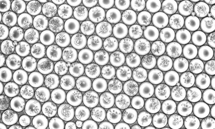 RNA sequencing