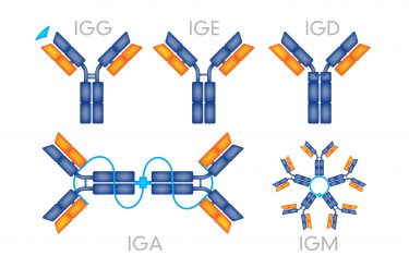 Different antibody serotypes and their structures.
