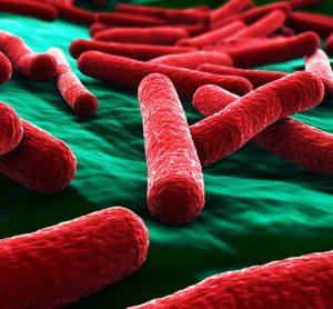 E. coli