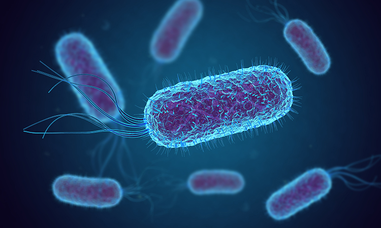 Synthetic biology using E. coli