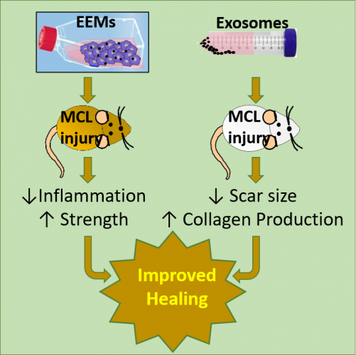 Exosome educated macrophages (EEMs) and exosomes differentially improve ligament healing. EEM treatment to an injured rat medial collateral ligament (MCL) resulted in reduced inflammation and improved ligament strength. In contrast, exosome treatment reduced scar size, and increased collagen organization and production. Despite different outcomes, both treatments were uniquely effective in accelerating healing [Credit: AlphaMed Press].