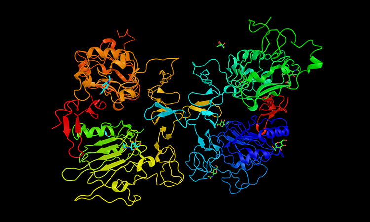 Epidermal growth factor receptor, which exists on the cell surface and is activated by binding of its specific ligands, including epidermal growth factor and transforming growth factor alpha.