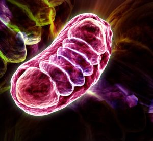 EXD2 protein production
