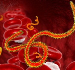 Small molecule to combat filovirus