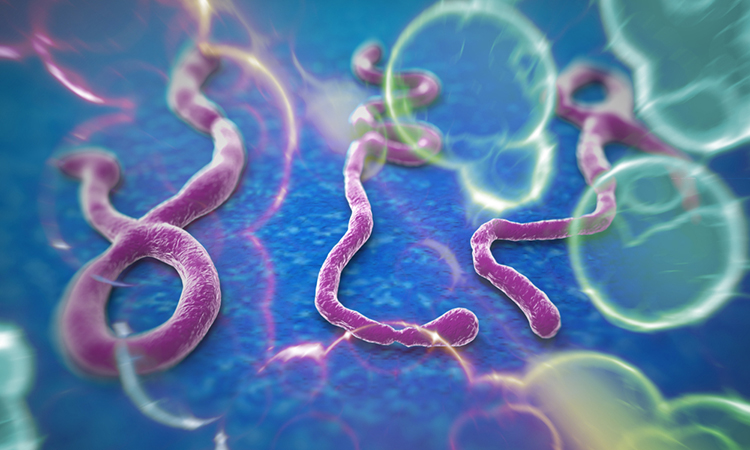 Ebola virus