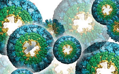 protease-MT4-MMP