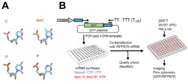 A, examples of chemically modified nucleotides used in this work shown to the right. Shown to the left are the natural nucleotide, cytosine (C) or uridine (U) before modification. B, experimental scheme. See legends to Fig. 1A-B of the original paper.