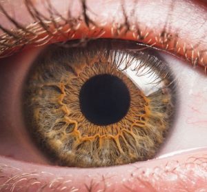 Photoreceptors in eye