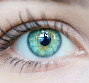 Retina and cone cells