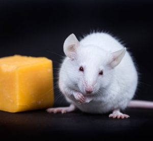 obese mouse