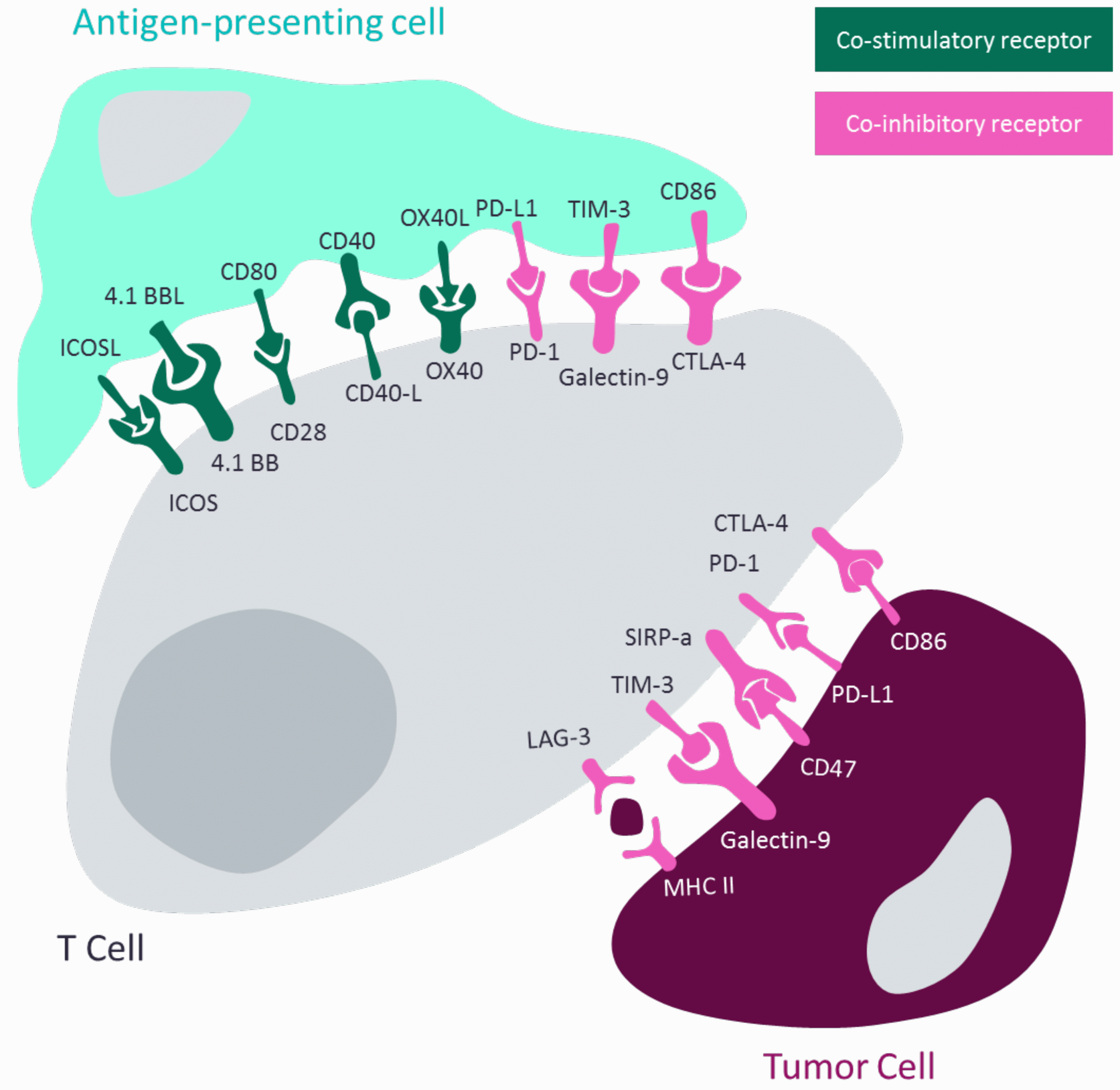 Figure 1: Diagram demonstrating how T-cell activation or inhibition is regulated by antigen-presenting cells and how tumour-cells hijack this mechanism. Adapted from Shin and Ribas 20155 and Wykes and Lewin 2017.6