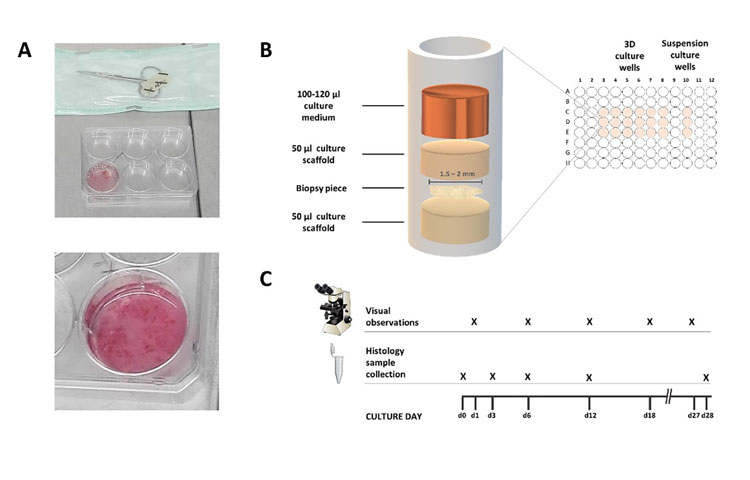 Figure 1 tissue cultures article