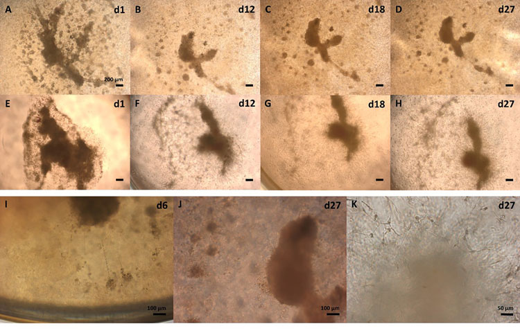 Figure 2 tissue cultures