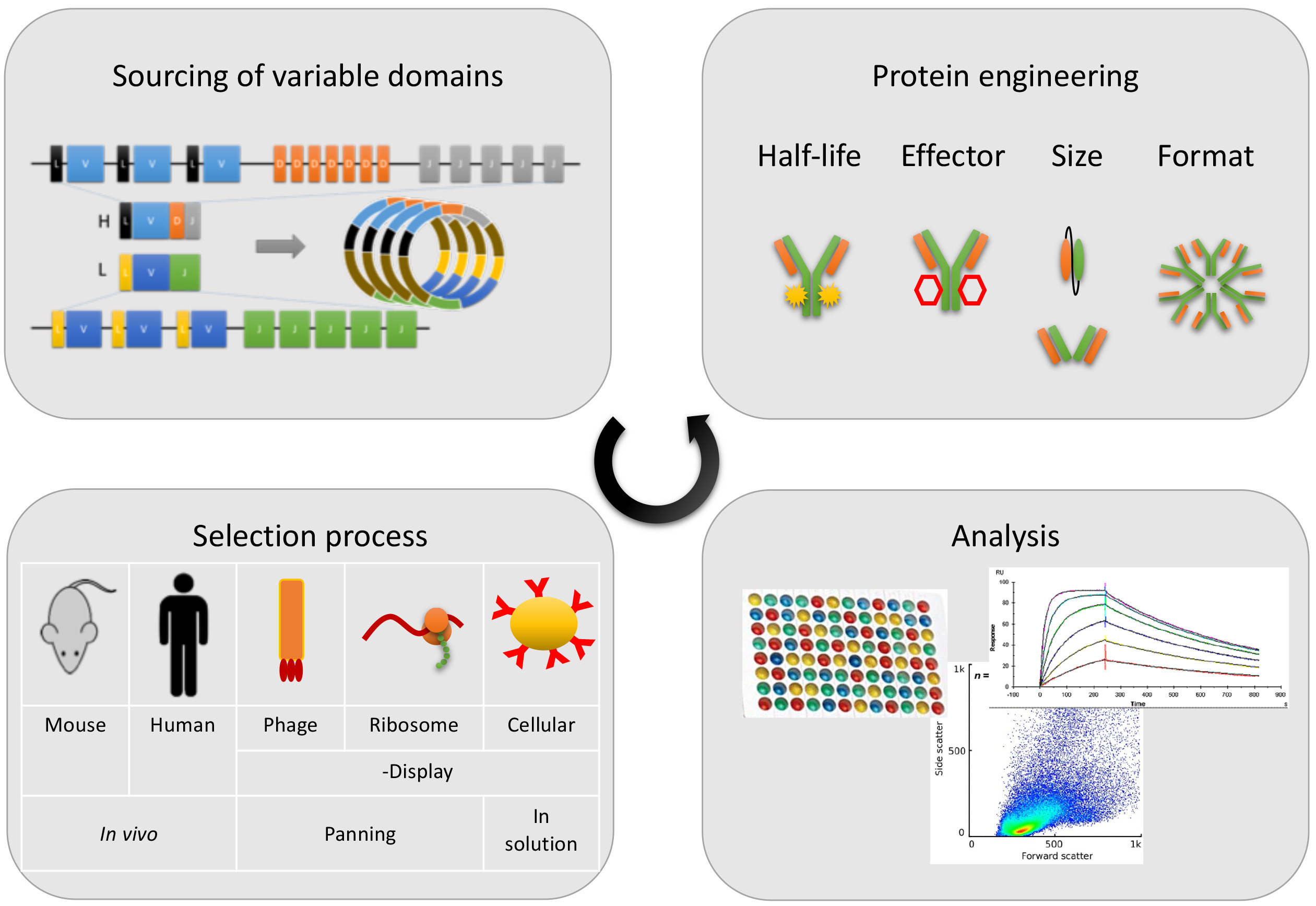 Monoclonal antibody