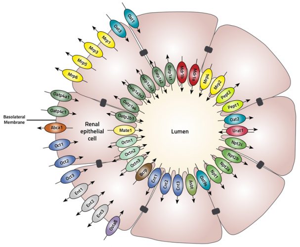 Figure 1 lumen nephrotoxicity