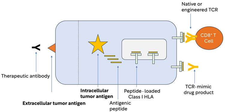 Figure to illustrate TCR article