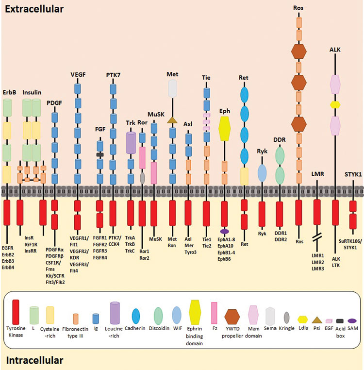Figure 1: The highly conserved structure of all 58 RTKs, with the individual extracellular characteristic subgroups and overall domain structures. The composition of each RTK’s extracellular domain dictates its classification into its relevant sub-family. Figure adapted from 3