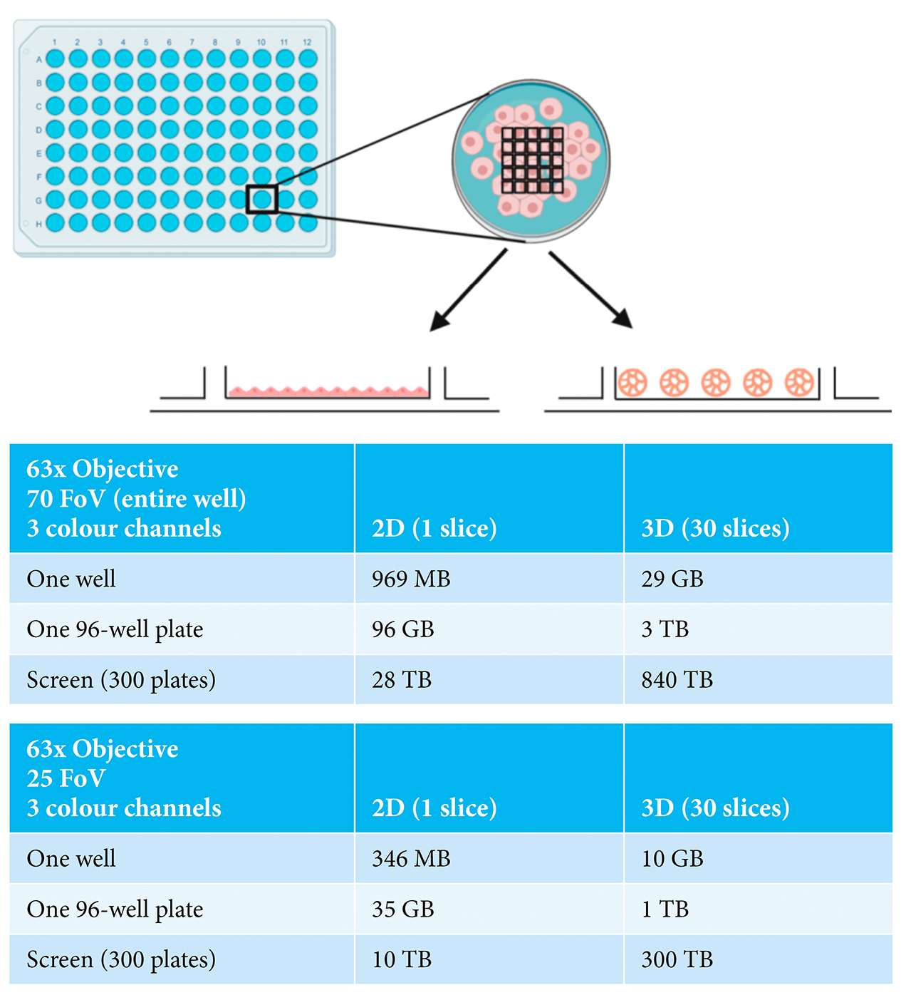 Figure 1: Examples of imaging experiments carried out in either 2D- or 3D-grown cells showing indicative data size ranges depending on numbers of fields-of-view (FoV), numbers of wells and numbers of plates. Made with BioRender.com.