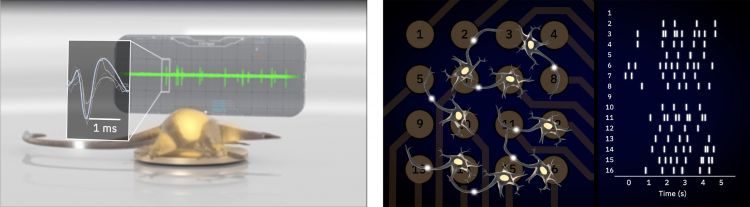 (Left) A simulated graphic of a neuron growing over an MEA electrode. The MEA records voltage activity from the neuron (green) and tracks individual neural signals, or action potentials (white). (Right) In an MEA culture dish, the software assigns a tick mark based on the location and time of every recorded action potential (AP). The tick marks indicate how the neurons and their relationships with other neurons in the well are changing over time.