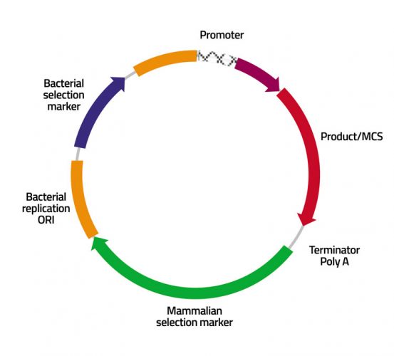 Cell line development biologics development from early phase to IND