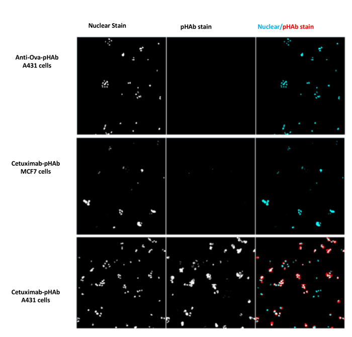 Figure-3-antibody