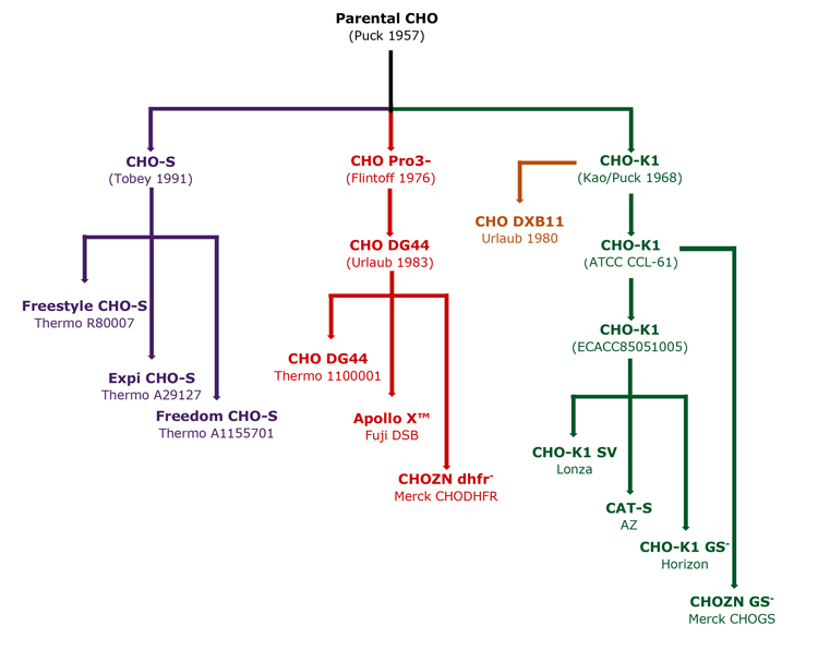 CHO lineages figure