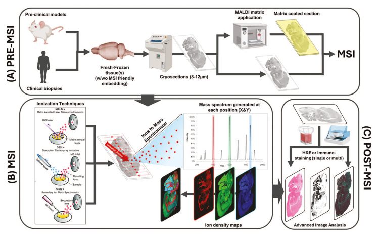 Figure 1: MS Imaging workflow11 