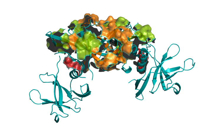 Nanobody for SARS-CoV-2