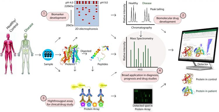 Figure 1: Schematic representation of proteomics techniques. Blood cells or tissues are used for the extraction of total proteins or polypeptides. The desired biomarkers or protein of interests for diseases and therapeutic targets are then detecting by (1) 2-D electrophoresis, (2) chromatography, (3) Protein array, or (4) Mass spectrometry techniques.