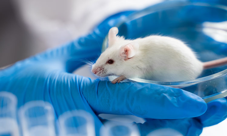 white lab mouse on blue gloved hands