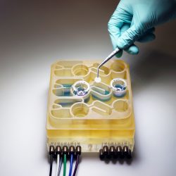Organs on a chip