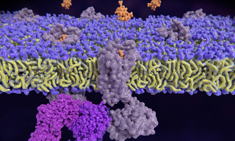 GPCR