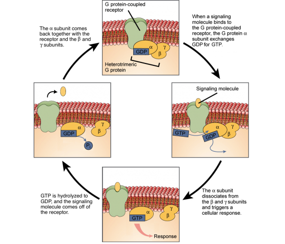 GPCR signalling [Image modified from "Signaling molecules and cell receptors: Figure 5," by OpenStax College, Biology (CC BY 3.0).]