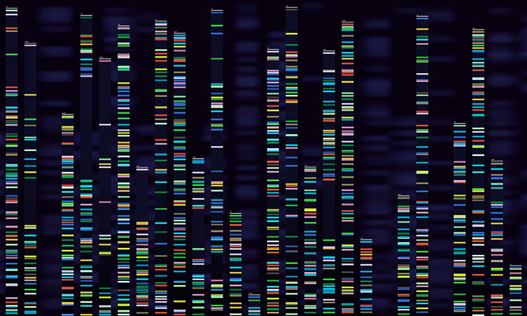 Genome and OCD