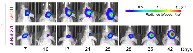 Tumour growth in mice injected with the glioblastoma cells. After radiotherapy, the growth of tumour with normal Rab27b expression (top row) is much more rapid than that of the tumour with knocked down Rab27b (bottom row) [Credit: Soichiro Nishioka, et al., Neuro-Oncology Advances, August 8, 2020].