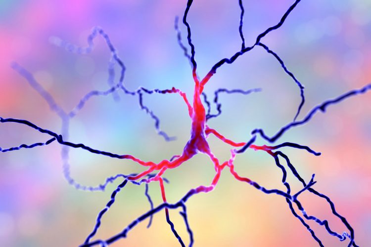 dopaminergic neuron with cell body in pink and axon and dendrites in dark blue