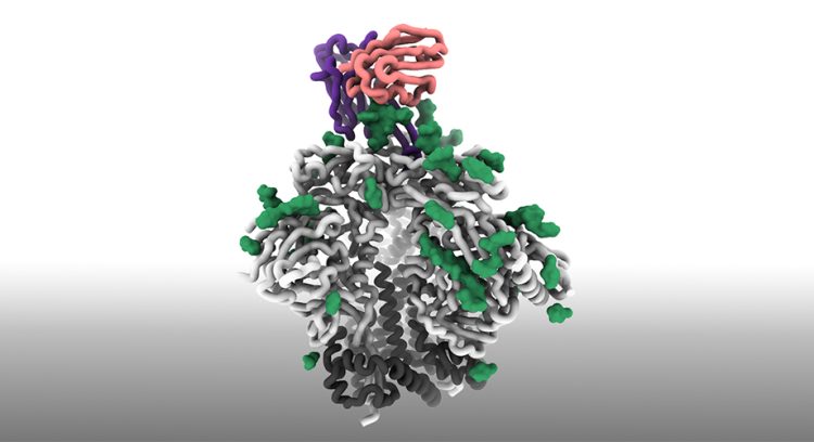 HIV protein