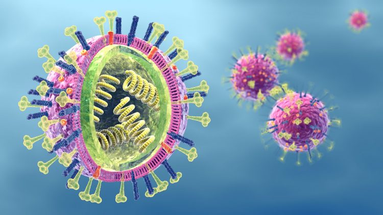 section of a viral particle showing internal RNA