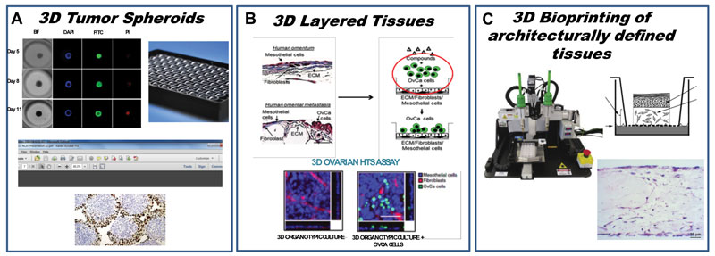 3D Layered Tissues