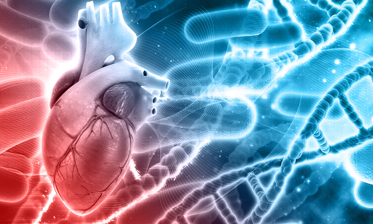 Heart and gene therapy