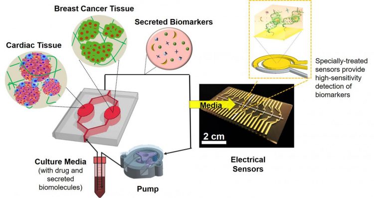 Schematic of heart-breast cancer-on-a-chip. These organs-on-a-chip models consist of a silicone chip with compartments for culturing specific types of live human tissues. The compartments are connected to microfluidic channels through which oxygen and nutrient media are pumped and circulated  [Credit: Khademhosseini Laboratory].