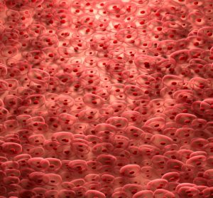 Stem cells