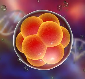 Human embryo CRISPR editing