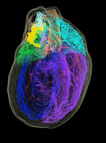 3D map f rodent neurons