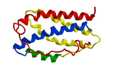 IL-6 molecular structure