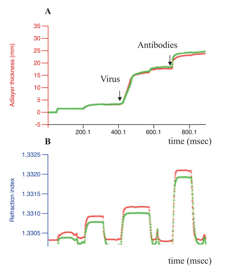 Conformational stability of the influenza virus antigens. Results of the label-free real-time optical detection of binding of the influenza A virus before (green curve) 