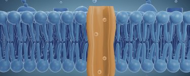 Ion channel drug discovery: Advances in pain research and cardiac safety beyond hERG