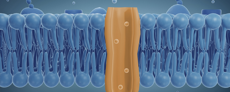 Ion channel drug discovery: Advances in pain research and cardiac safety beyond hERG